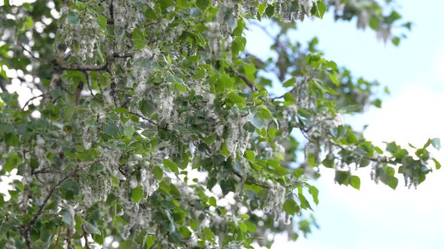 Fluffy poplar seeds flying in air at summer. Poplar fluff is dangerous because it is a major carrier of pollen, common cause of household fires, threat to eye health, cause of equipment malfunctions