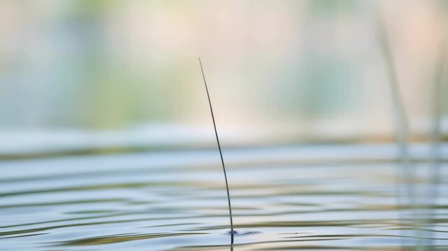 A blue damselfly perched on a thin reed over calm water