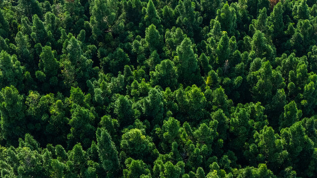 Aerial view of dense tropical forest with lush green treetops and thick foliage under bright sunlight in Sukabumi, West Java, Indonesia.