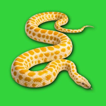 Albino Python Snake Coiling and Moving on Green Screen Background