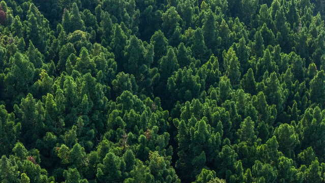Aerial view of a dense evergreen forest with lush green treetops and textured canopy in Sukabumi, West Java, Indonesia.