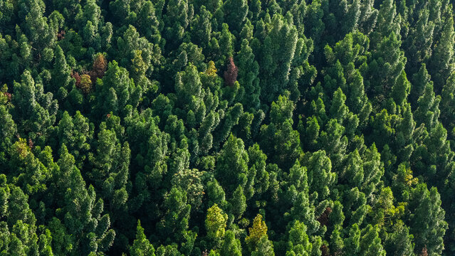 Aerial view of a dense tropical forest canopy with lush green foliage and scattered autumn-colored trees in Sukabumi, West Java, Indonesia.