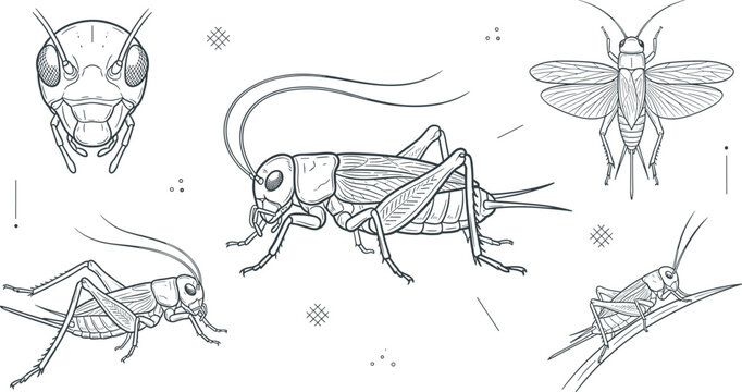 Detailed Line Art Grasshopper and Cricket Insect Set with Multiple Views for Science, Nature, and Educational Designs