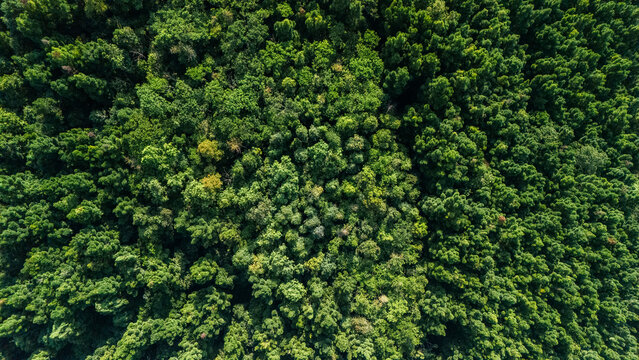 Aerial view of a dense tropical forest canopy with lush green treetops and thick foliage in Sukabumi, West Java, Indonesia.