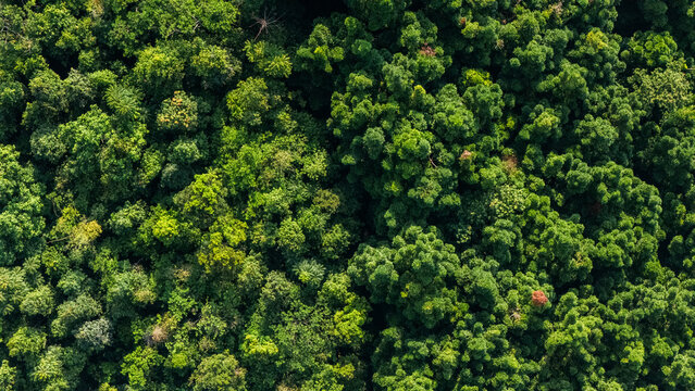 Aerial view of the dense tropical forest canopy with lush green foliage and sunlight filtering through the trees in Sukabumi, West Java, Indonesia.