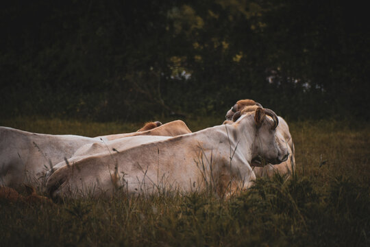 Vache &agrave; viande couch&eacute;e dans une atmosph&egrave;re vintage et cin&eacute;matique, au sein de son troupeau, dans une prairie au cr&eacute;puscule. 
