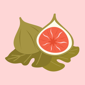 cute hand drawn juicy green figs on leaves vector illustration isolated on pink background 