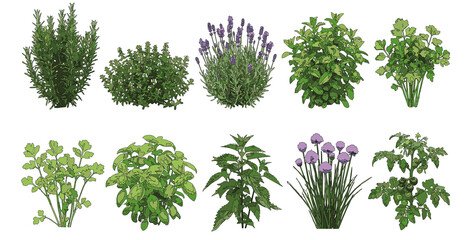 Set of herbs and bushes in elevation view for use in architectural drawings - isolated on transparent background  © Manon