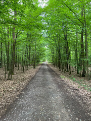 Fototapeta premium European Forest Road Through Woodland in Summer