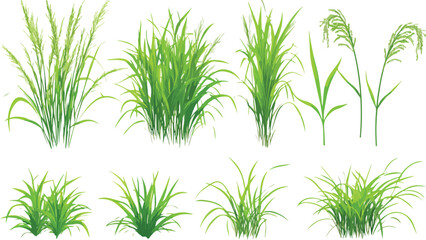 Fototapeta premium Fresh green grass and herb leaves isolated on white background, natural plant foliage including bamboo, rosemary, dill and branches, spring growth vegetation concept