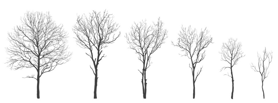 set of silhouettes of trees. Vector illustration, isolated objects for your design