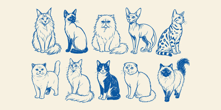 cat breeds doodle icon set with cute persian siamese sphynx maine coon and british shorthair cats vector illustration
