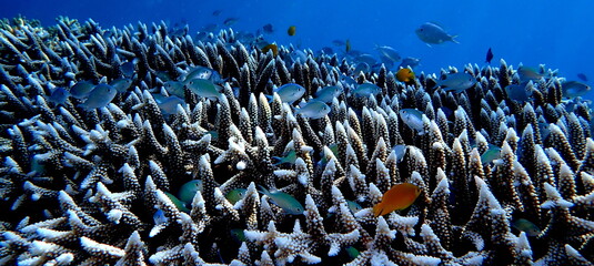 Filipino sea life © Brian