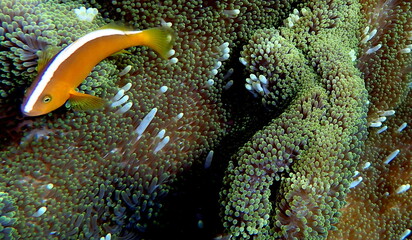 Filipino sea life © Brian