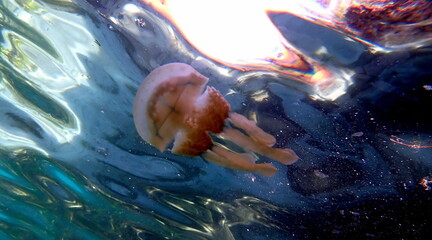 Filipino sea life © Brian