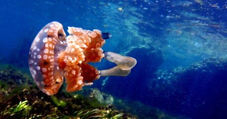 Filipino sea life © Brian