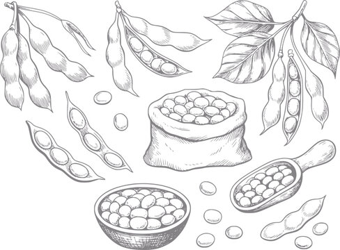 Vintage of soybeans in pods, bag, bowl, and scoop