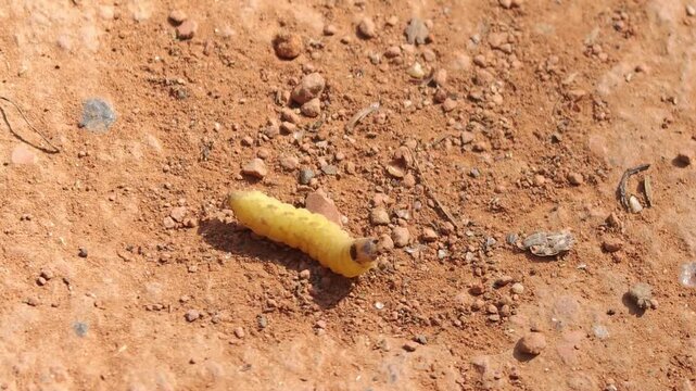 A small yellow caterpillar squirms on the red soil in the forest