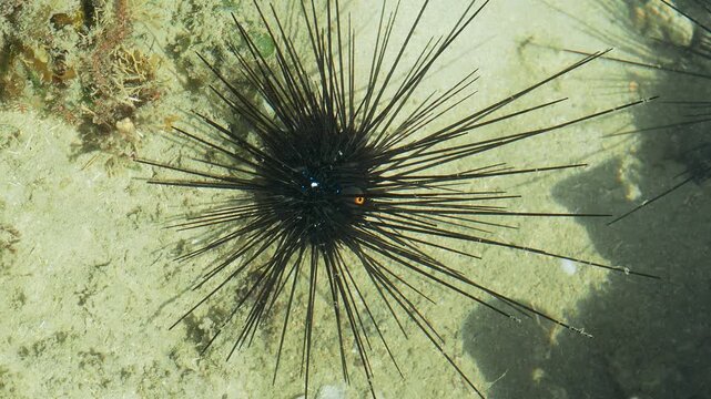 Long Spined Sea Urchin Resting in Clear Tropical Coastal Waters
