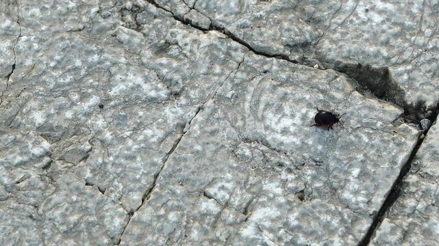 A small black beetle walks hurriedly on the stone floor