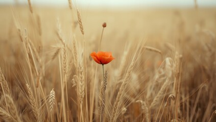 Obraz premium Lone poppy blossom flourishing amidst ripe wheat stalks with a smooth defocused backdrop