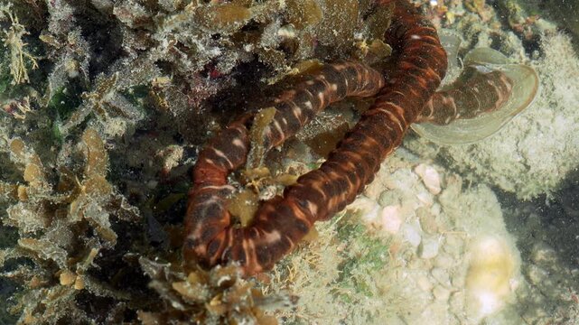 Patterned Body Texture of Elongated Marine Invertebrate Underwater