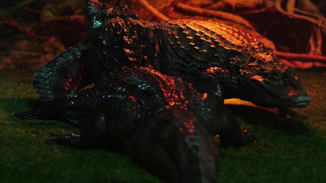 Two small crocodiles are lying on artificial grass inside a terrarium. Exotic reptiles are kept under warm artificial lighting in the evening