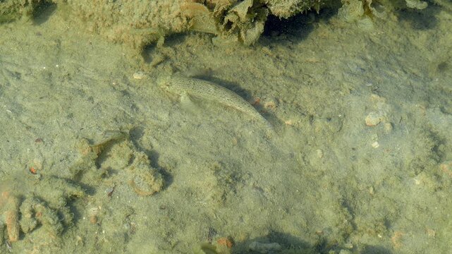 Tropical Goby Fish Swimming Over Sandy Tidal Pool Bottom in Shallow Seawater