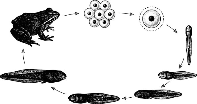 Frog Life Cycle Illustration Showing Egg Embryo Tadpole Development and Adult Amphibian Metamorphosis Diagram