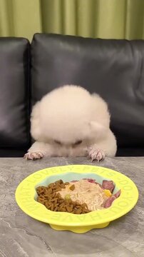 Cute white poodle dog eating from yellow plate