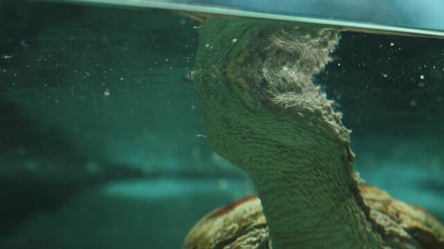 Underwater view of a snapping turtle extending its long neck to the water surface. The reptile's muzzle is mirrored on the inner side of the water surface in the aquarium.