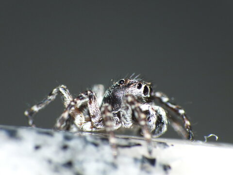 Zebra Spider (Salticus scenicus) Jumping Spider