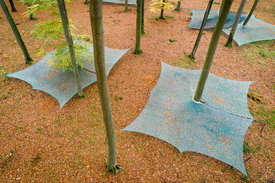 Aerial view of harvesting nets spread under beech trees on a forest floor covered with autumn leaves in Debrzno, Pomeranian Voivodeship, Poland.