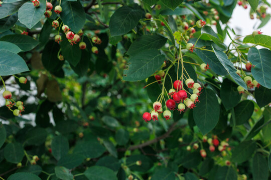 Red serviceberry fruits ripening on branch of amelanchier tree in summer