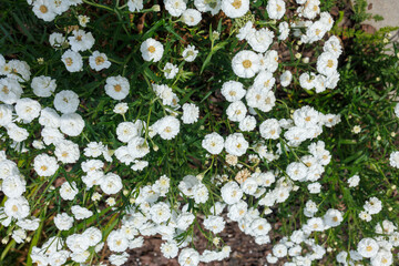 White flowering yarrow cultivar blooming in ornamental garden border © Iryna Miadzvedzeva