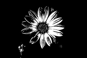 Schwarz-weiß Illustration einer Margerite vor dunklem Hintergrund, kontrastreiche Blumen-Grafik © Pawel Hordjewicz
