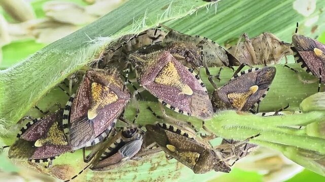 
Extreme Close-up Macro Shot of a Group of Brown Marmorated Stink Bugs on a Corn Stalk #001



