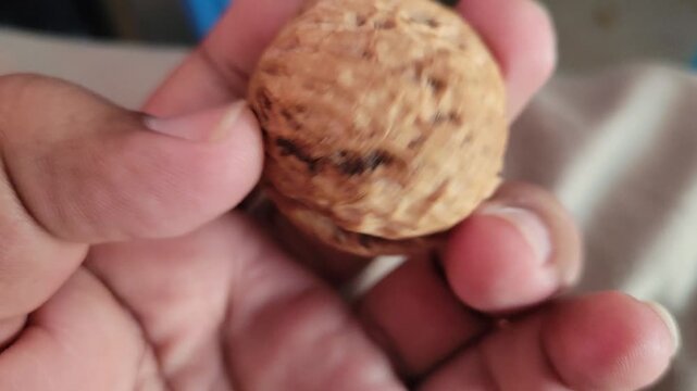 Hand holding a single whole walnut in shell close-up