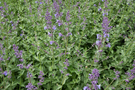 Horizontal close-up of blooming catnip or sage with purple flowers in a garden.