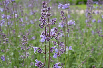 Obraz premium Vertical macro shot of a purple catnip plant with soft bokeh green background. Perfect for mobile app backgrounds, vertical banners, herbal product packaging, and nature blog posts