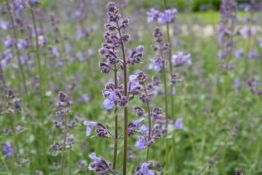 Vertical macro shot of a purple catnip plant with soft bokeh green background. Perfect for mobile app backgrounds, vertical banners, herbal product packaging, and nature blog posts
