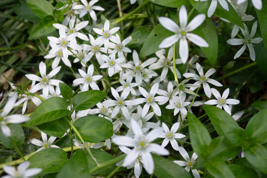 Horizontal macro of many star-like white Ornithogalum flowers with green foliage. Perfect for modern botanical patterns, textile design, and fresh spring website banners