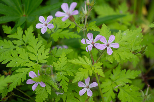 Horizontal close-up of delicate pink wild Geranium robertianum flowers and finely cut green leaves. Great for medicinal plant blogs, wildflower guides, and natural garden design.