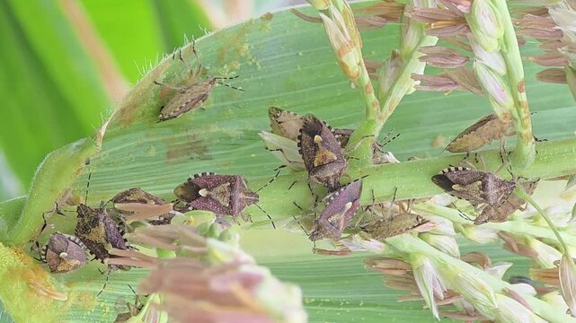 
Extreme Close-up Macro Shot of a Group of Brown Marmorated Stink Bugs on a Corn Stalk #002



