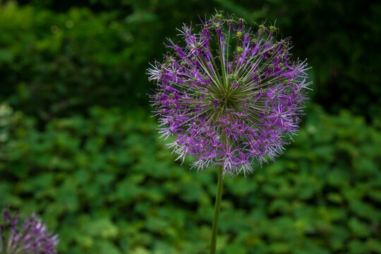 orizontal macro of a single round purple Allium flower on a dark green background. Ideal for botanical posters, garden design blogs, and elegant floral packaging