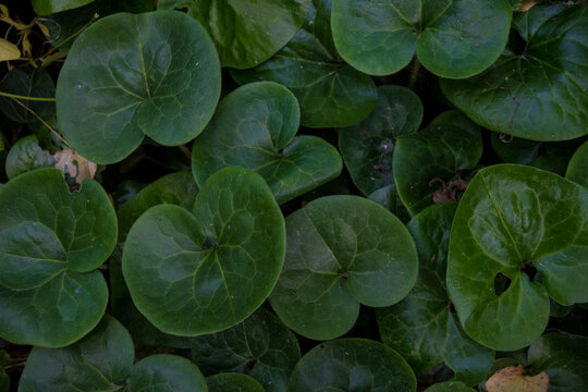 Horizontal texture of dark green European wild ginger leaves with heart shapes. Ideal for woodland mood boards, eco-friendly backgrounds, and rustic botanical patterns.
