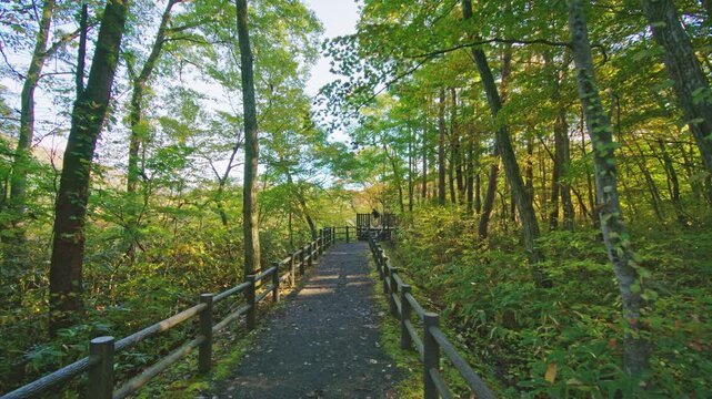 紅葉の名所 秋の鳴子峡の風景　Autumn scenery of Naruko Gorge, a famous spot for autumn foliage.