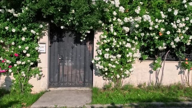 Young woman with long blonde hair walking beside a blooming garden fence covered with white climbing roses on a sunny summer day. Elegant feminine lifestyle scene with romantic atmosphere, natural