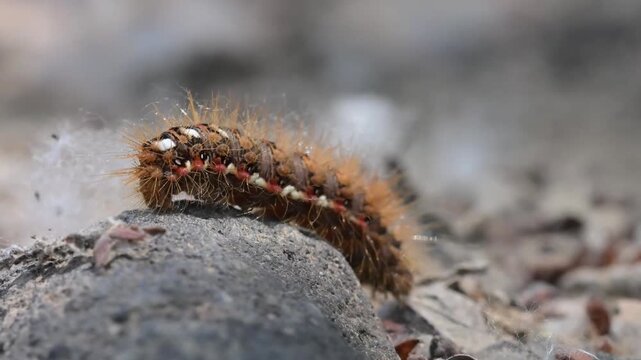close up of a caterpillar