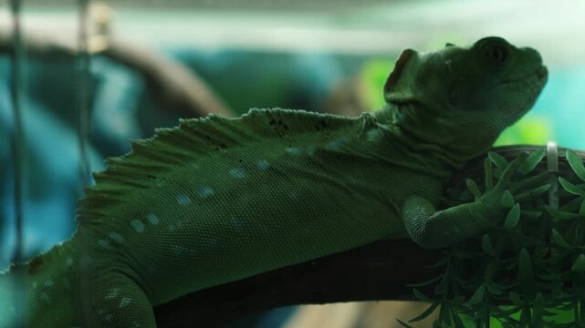 A bright green plumed basilisk sits on a branch surrounded by artificial plants. The exotic lizard is frozen in a terrarium, showcasing its characteristic dorsal crest